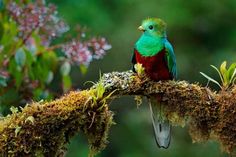 10 địa điểm ngắm chim để chụp ảnh các loài quý hiếm