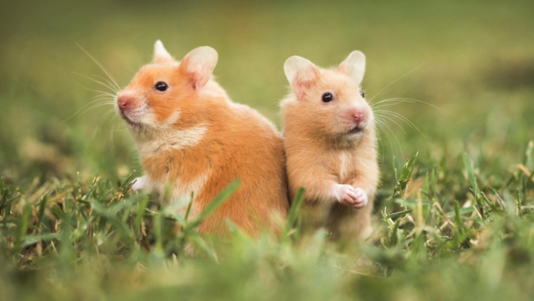 10 giống Hamster lùn phổ biến nhất làm thú cưng