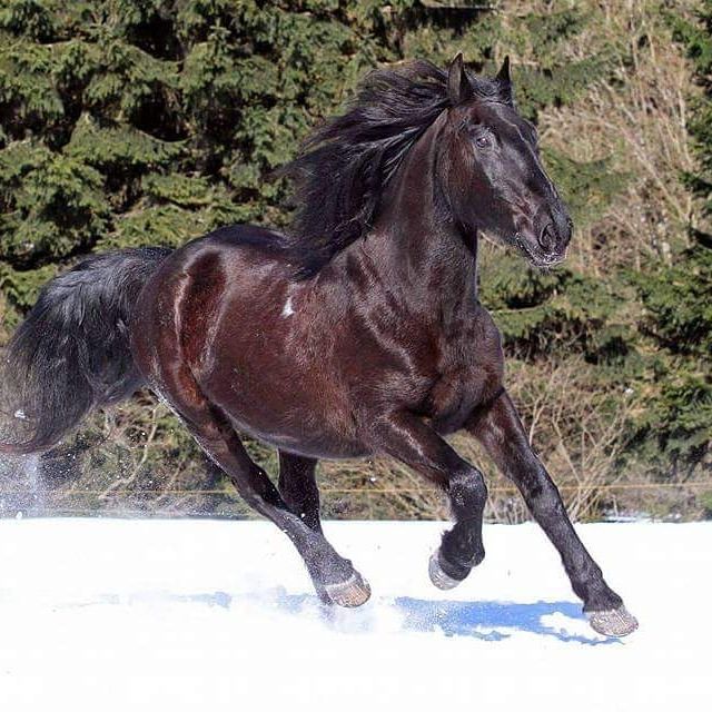 10 giống ngựa nhanh và nhanh nhẹn nhất thế giới