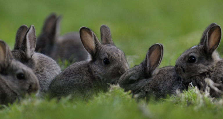 10 hành vi tự nhiên của thỏ cần hiểu