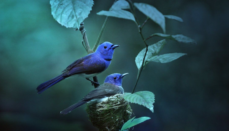 10 loài chim thiết yếu của rừng nhiệt đới