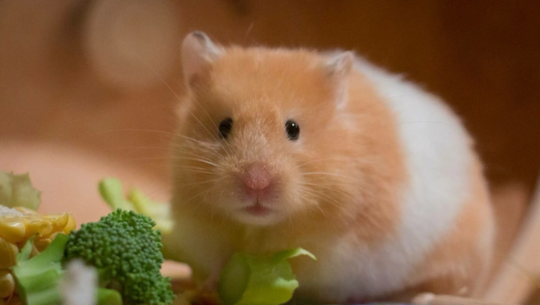 10 loại rau và món ăn tốt cho sức khỏe để thưởng cho Hamster của bạn
