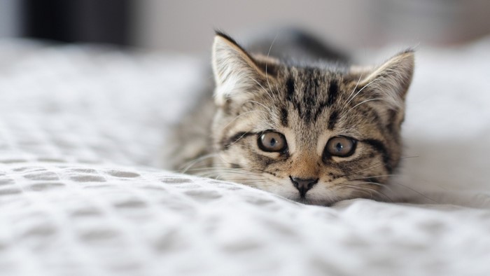 10 mẹo chắc chắn để giảm chất gây dị ứng cho mèo trong nhà bạn