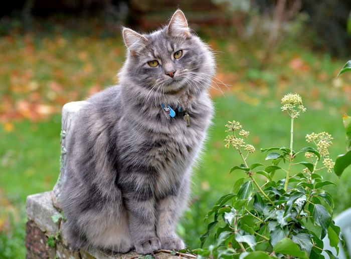 10 thành phố thân thiện với mèo cho cuộc sống hạnh phúc của mèo